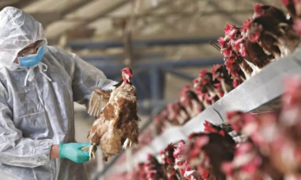 Προειδοποίηση Ε.Ε. για ξέσπασμα της γρίπης των πτηνών